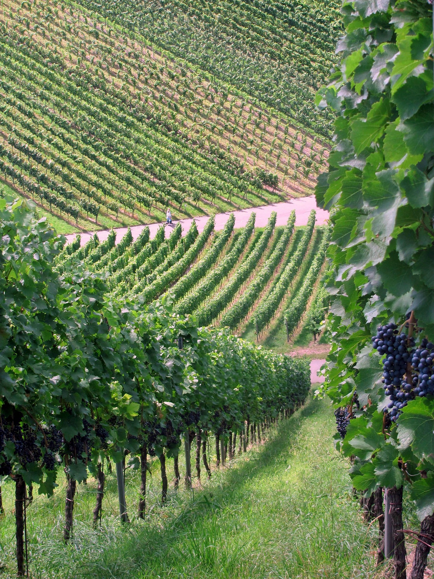 Weinberg Rheinhessen